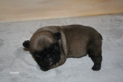 Les chiots de Bouledogue français