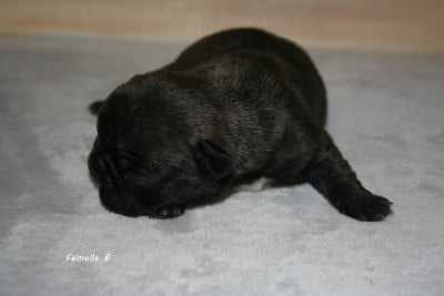 Les chiots de Bouledogue français