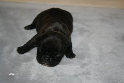 Les chiots de Bouledogue français