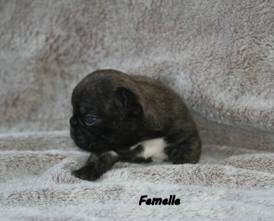 Les chiots de Bouledogue français