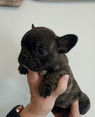 Les chiots de Bouledogue français