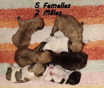 Les chiots de Bouledogue français