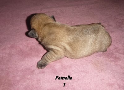 Les chiots de Bouledogue français