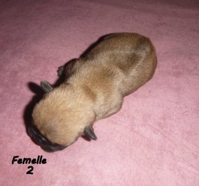 Les chiots de Bouledogue français