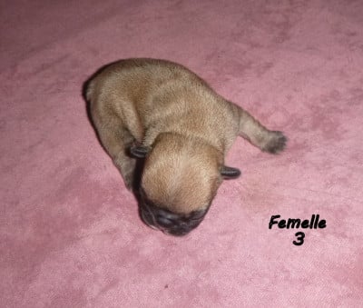 Les chiots de Bouledogue français