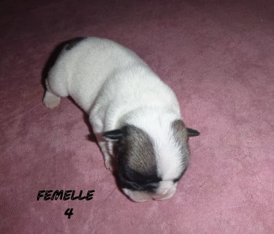 Les chiots de Bouledogue français
