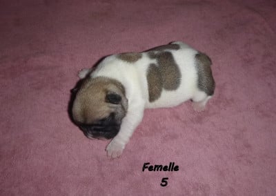 Les chiots de Bouledogue français