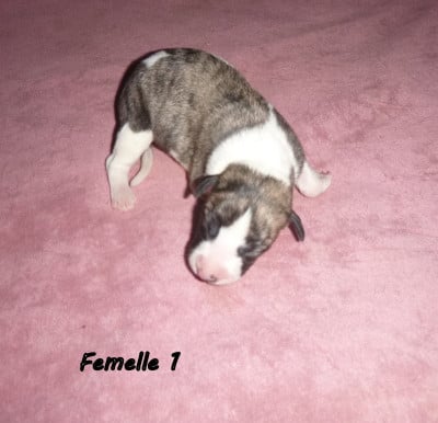 Les chiots de Whippet