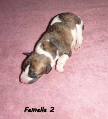Les chiots de Whippet