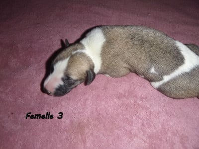 Les chiots de Whippet