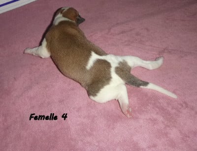 Les chiots de Whippet