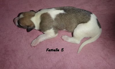 Les chiots de Whippet
