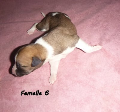 Les chiots de Whippet