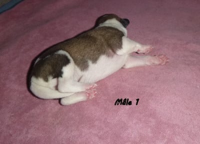Les chiots de Whippet
