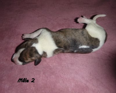 Les chiots de Whippet