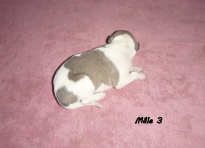 Les chiots de Whippet
