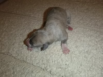 Les chiots de Whippet