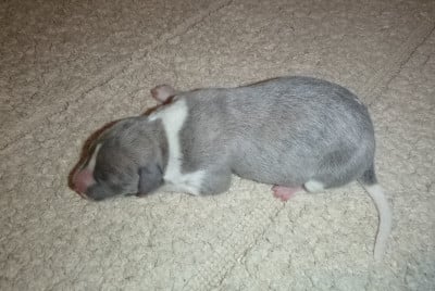 Les chiots de Whippet