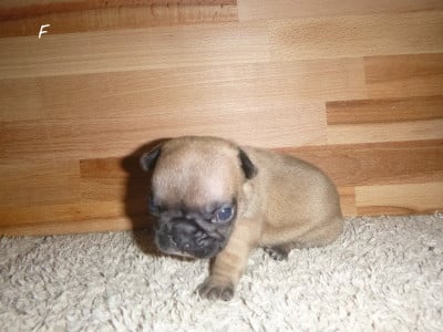 Les chiots de Bouledogue français