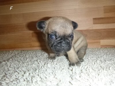 Les chiots de Bouledogue français