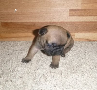 Les chiots de Bouledogue français