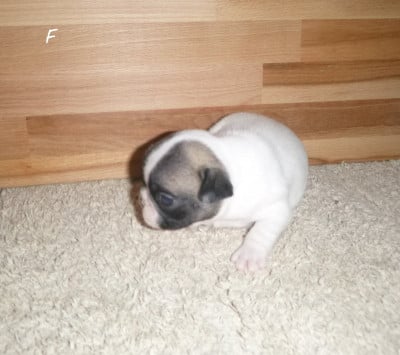 Les chiots de Bouledogue français