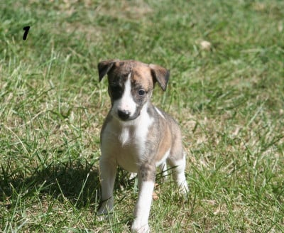 Les chiots de Whippet