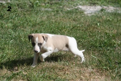 Les chiots de Whippet