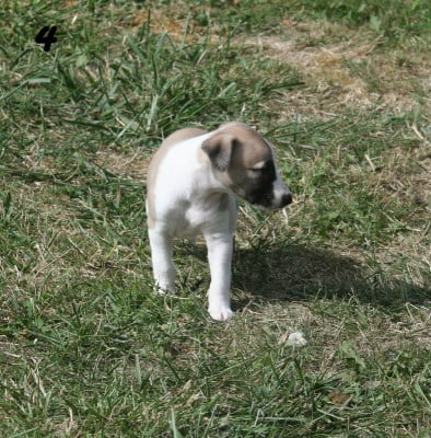 Les chiots de Whippet