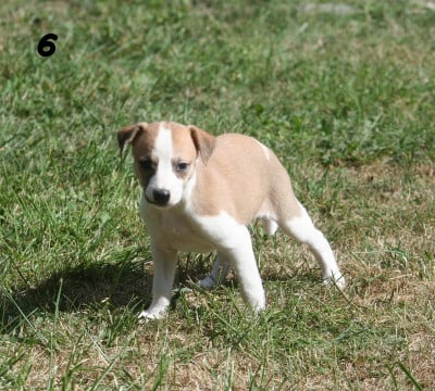 Les chiots de Whippet