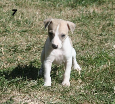 Les chiots de Whippet