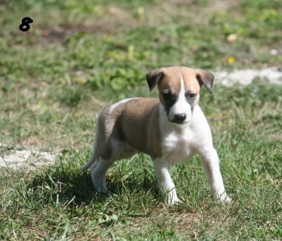 Les chiots de Whippet