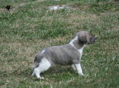 Les chiots de Whippet