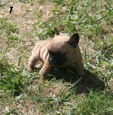 Les chiots de Bouledogue français