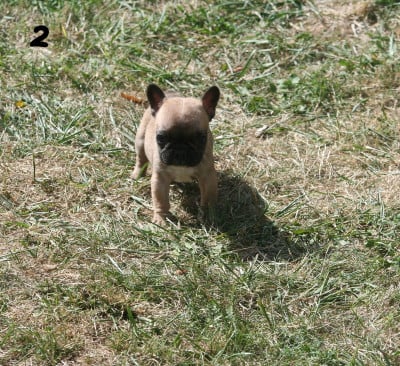 Les chiots de Bouledogue français