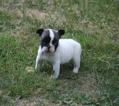 Les chiots de Bouledogue français