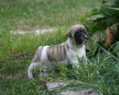 Les chiots de Bouledogue français