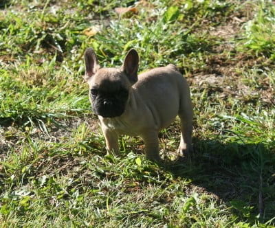 Les chiots de Bouledogue français
