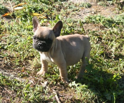 Les chiots de Bouledogue français
