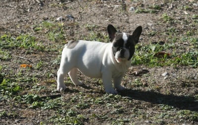 Les chiots de Bouledogue français