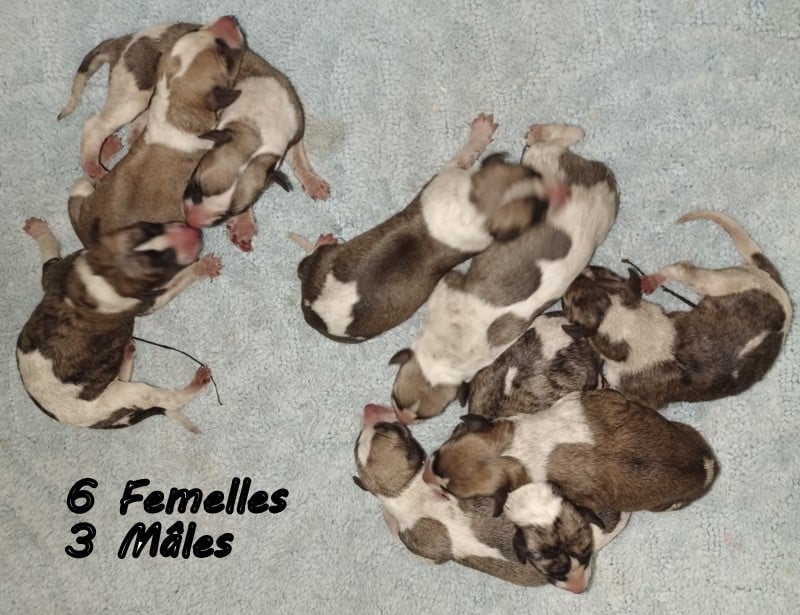 Whippet - du clos des Obiers
