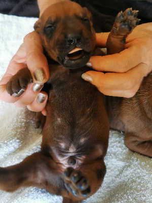 Les chiots de Rhodesian Ridgeback