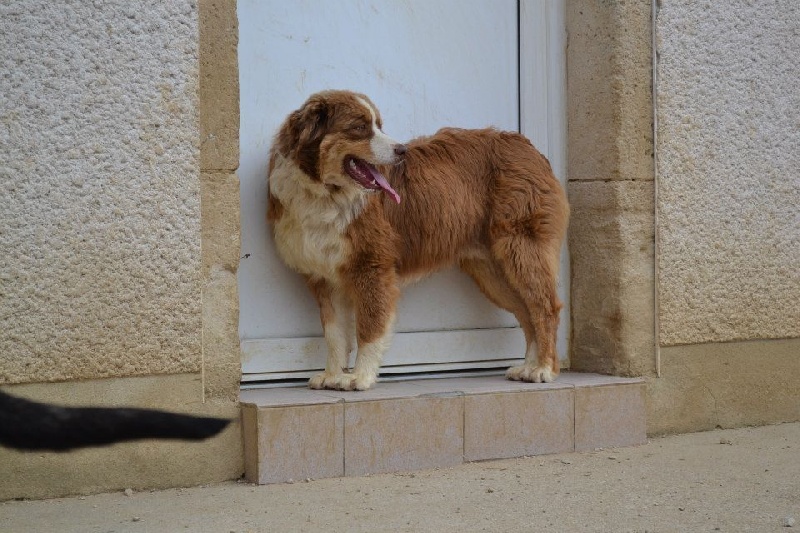 Irish coffee du jardin des héliades du Jardin des Heliades