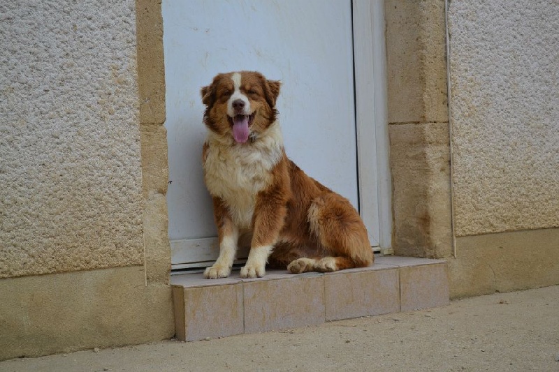 Irish coffee du jardin des héliades du Jardin des Heliades