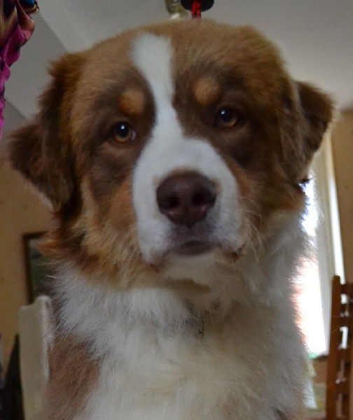 Irish coffee du jardin des héliades du Jardin des Heliades