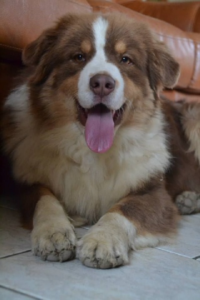 Irish coffee du jardin des héliades du Jardin des Heliades