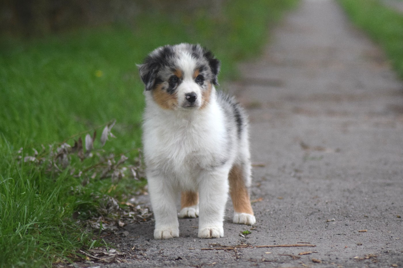 Chiot N°1