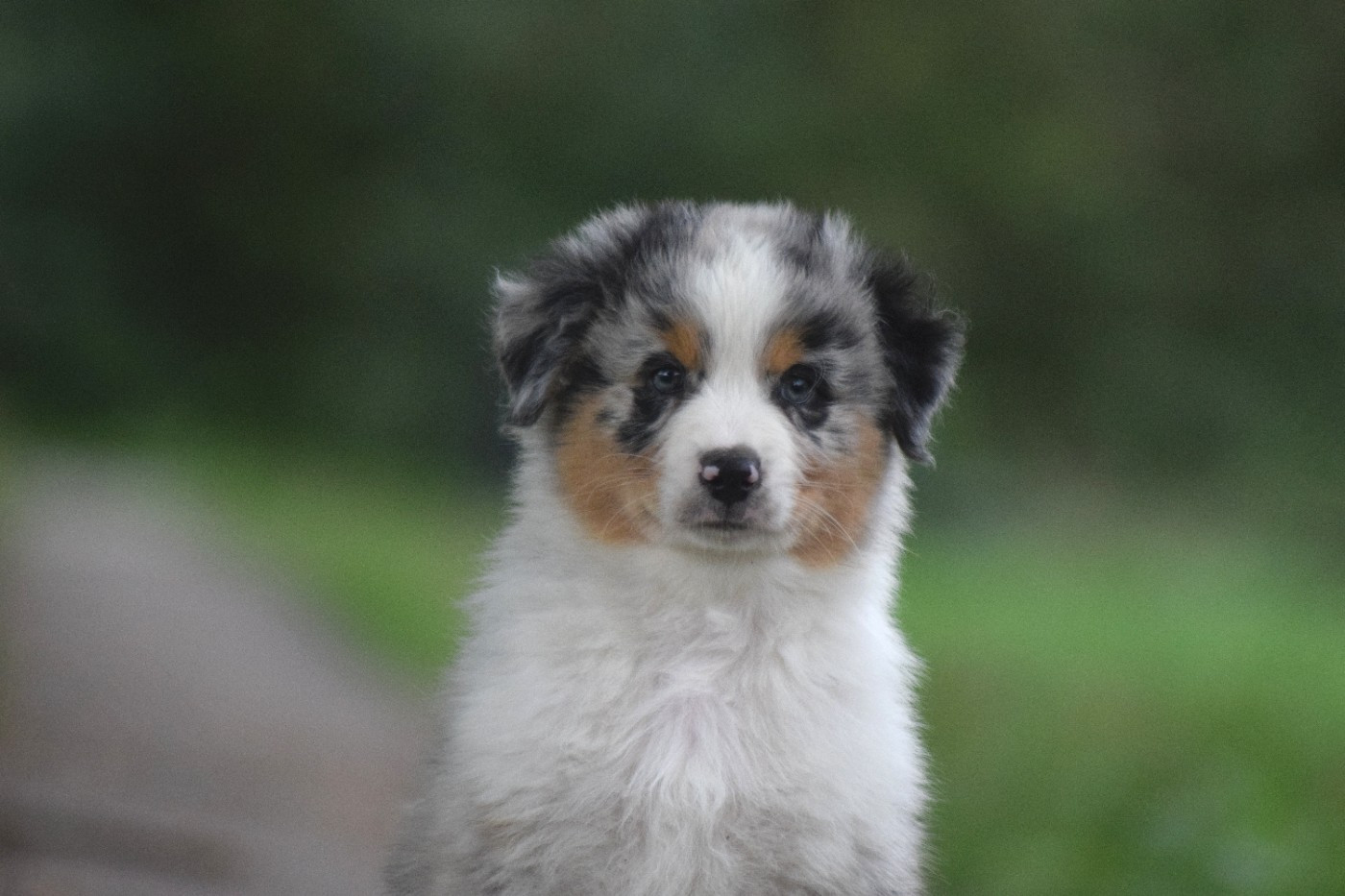 Chiot N°1