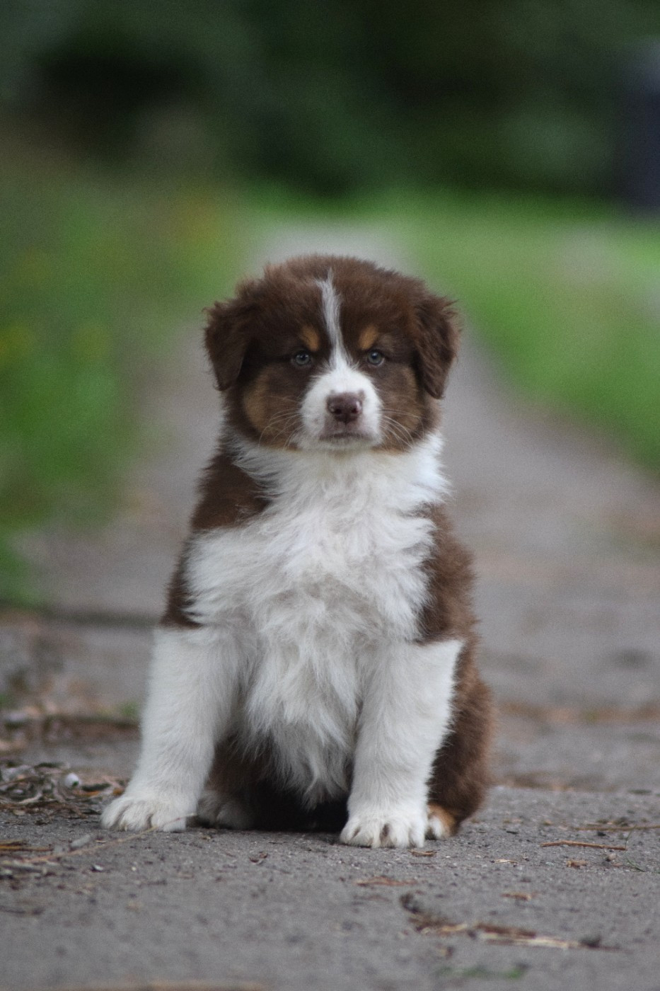 Chiot N°2