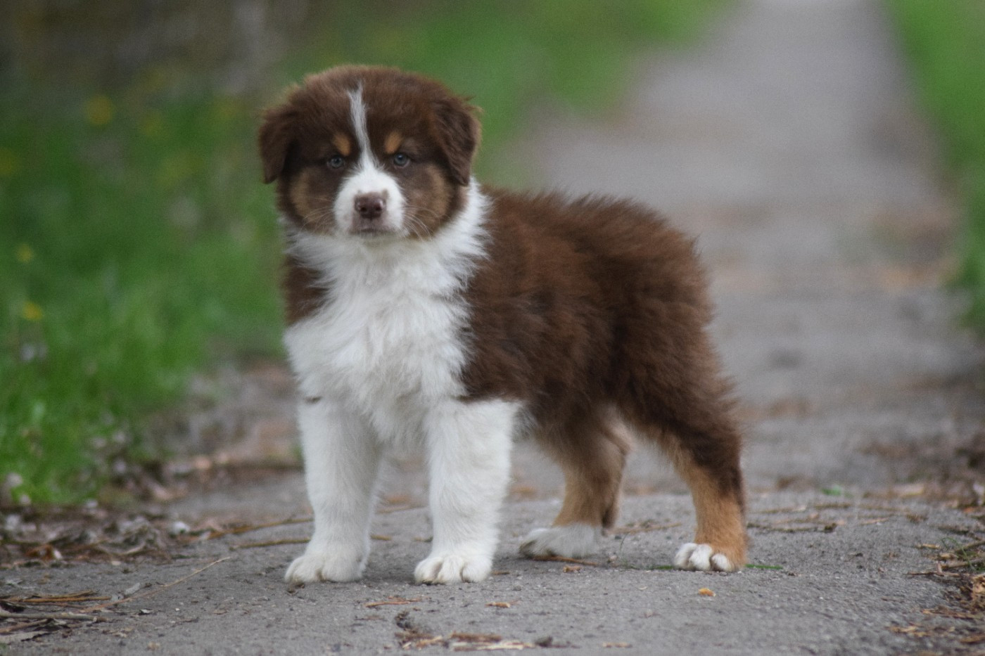 Chiot N°2